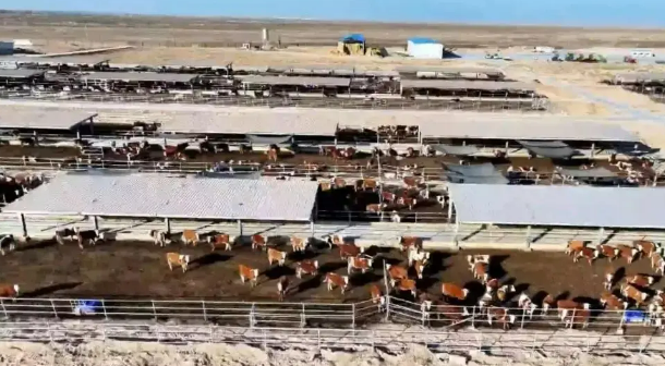 因地聚勢(shì)，甘肅敦煌畜牧業(yè)增量又提質(zhì)