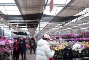 迎新春“花”樣多：賞年宵花、吃花餑餑，傳統(tǒng)年味再升級(jí)