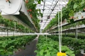 加快建設數(shù)字鄉(xiāng)村 推進農(nóng)業(yè)農(nóng)村現(xiàn)代化