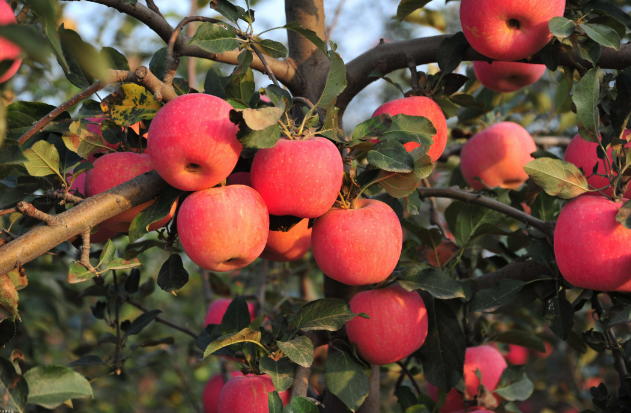 山西運城實施“特優(yōu)”戰(zhàn)略 做好“土特產(chǎn)”文章
