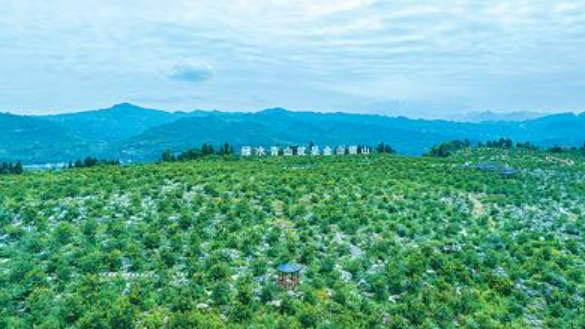 四川樂山市打出多套