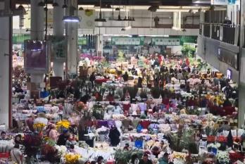 春節(jié)臨近“年宵花”銷售走俏 “美麗經(jīng)濟(jì)”綻放消費(fèi)新活力