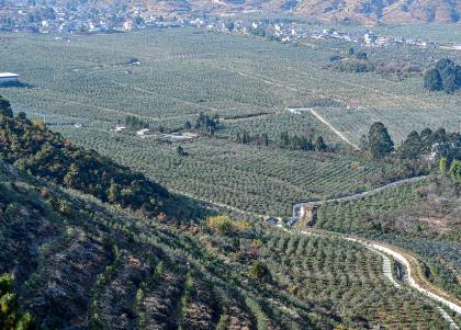 林下產(chǎn)糧 綠海生金 四川探索打造森林糧庫(kù)