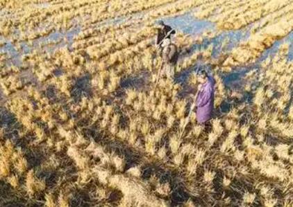 到2030年，全國(guó)優(yōu)質(zhì)飼草產(chǎn)量有望達(dá)到1.3億噸——飼草產(chǎn)業(yè)迎“三增”