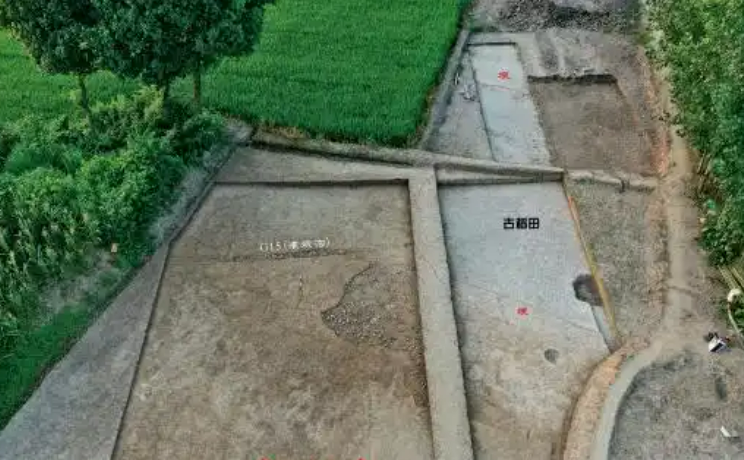 湖南李家崗遺址發(fā)現(xiàn)彭頭山文化時(shí)期“古稻田”遺跡
