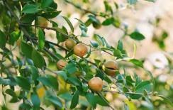 引進新品種 增添新設備 拓展新模式　“中國油茶之鄉(xiāng)”的“三新”之變