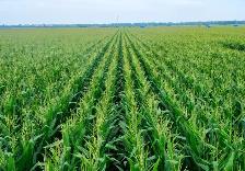 內(nèi)蒙古為玉米育種架起快速“通道”