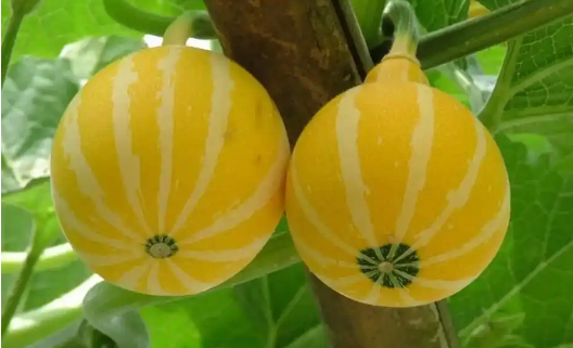 安徽泗縣擦亮“中國金絲絞瓜之鄉(xiāng)”名片