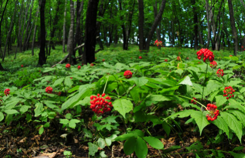 鏈長單位導(dǎo)航 鏈主企業(yè)帶頭 遼寧本溪林下山參產(chǎn)業(yè)邁向發(fā)展新階段