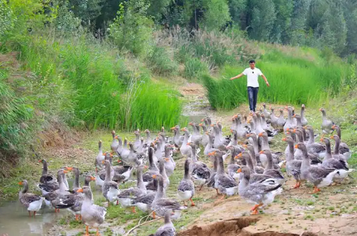 陜西神木特色養(yǎng)殖業(yè)增量提質(zhì)