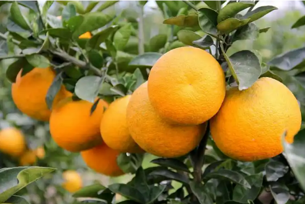 浙江溫嶺：做強(qiáng)