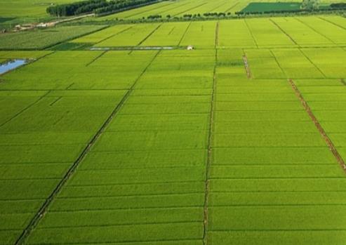 2024年黑龍江省糧食作物平均單產(chǎn)提高2.7%