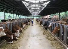 云南：多措并舉促進(jìn)畜牧業(yè)持續(xù)健康發(fā)展