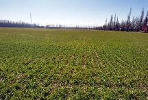 黃淮海主產區(qū)加強冬小麥田間管理