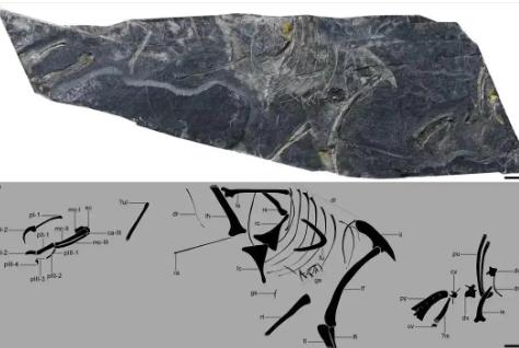 福建發(fā)現(xiàn)目前世界上最古老的鳥類化石之一“政和八閩鳥”