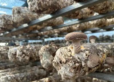 “中國(guó)高原食用菌之鄉(xiāng)”小菌菇成致富新引擎