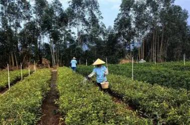 廣東春季造林苗木充足 儲(chǔ)備總量約1.75億株