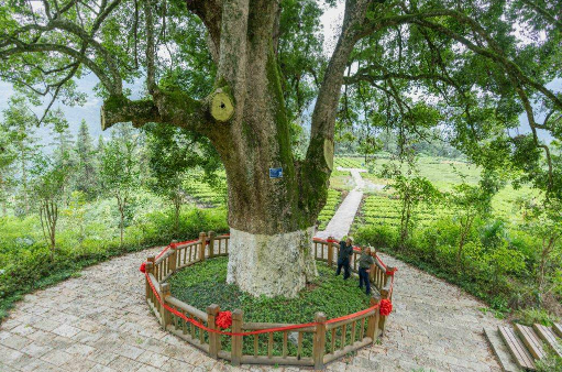 《古樹名木保護(hù)條例》3月15日起施行——保護(hù)“綠色國(guó)寶” 開啟法治新篇