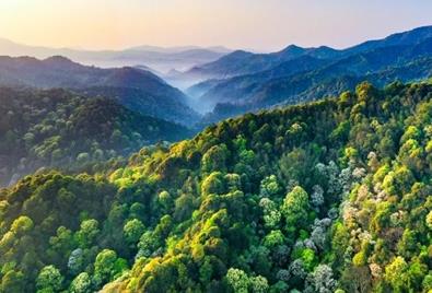 福建：扭住“八大工程”“三多”改革  現(xiàn)代林業(yè)再發(fā)力