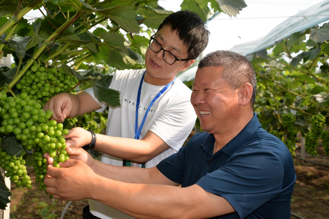 安徽滁州來(lái)安：“櫻花谷”上別樣紅