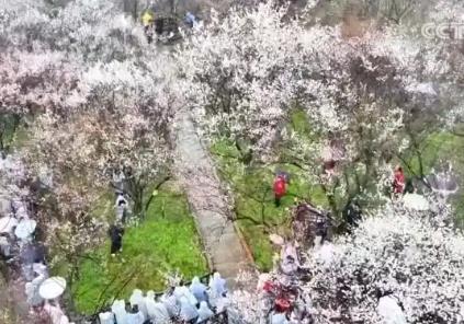 繁花結(jié)“金果” 美麗經(jīng)濟(jì)為消費(fèi)“增”色“添”香