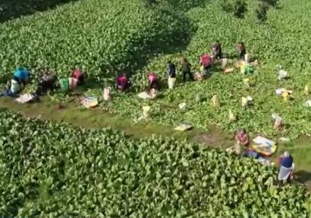 春暖花開(kāi)農(nóng)事忙 希望的田野上奏響鄉(xiāng)村振興“活力樂(lè)章”