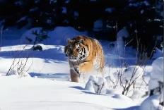 黑龍江省全面推進(jìn)東北虎等珍稀瀕危野生動物及其棲息地保護(hù)工作