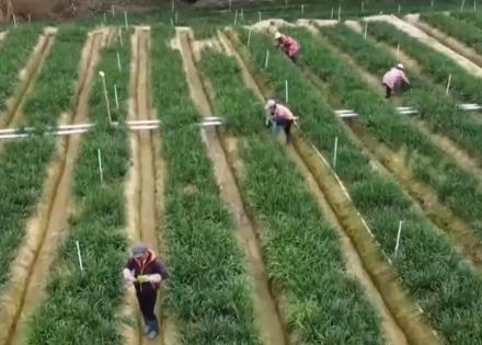 時(shí)令蔬果“搶鮮”上市豐富百姓餐桌 “數(shù)”“智”聯(lián)動(dòng)帶來高收益