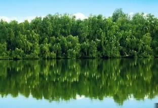 廣東發(fā)布鄉(xiāng)村綠化樹種選擇指引 推動(dòng)縣鎮(zhèn)村綠化