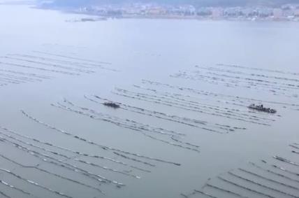 海產(chǎn)養(yǎng)殖步入收獲季 海上牧場(chǎng)喜迎豐年盛景