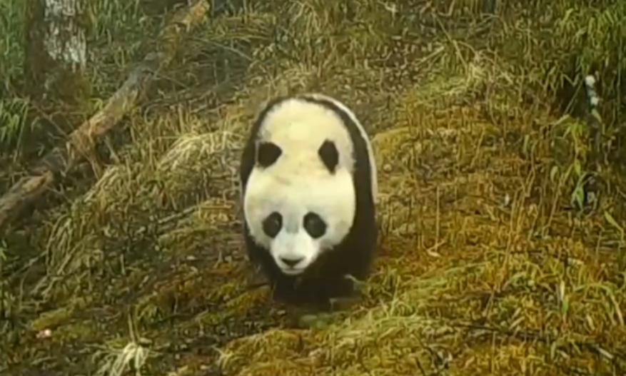 我國野生動(dòng)植物旗艦物種種群數(shù)量持續(xù)增長