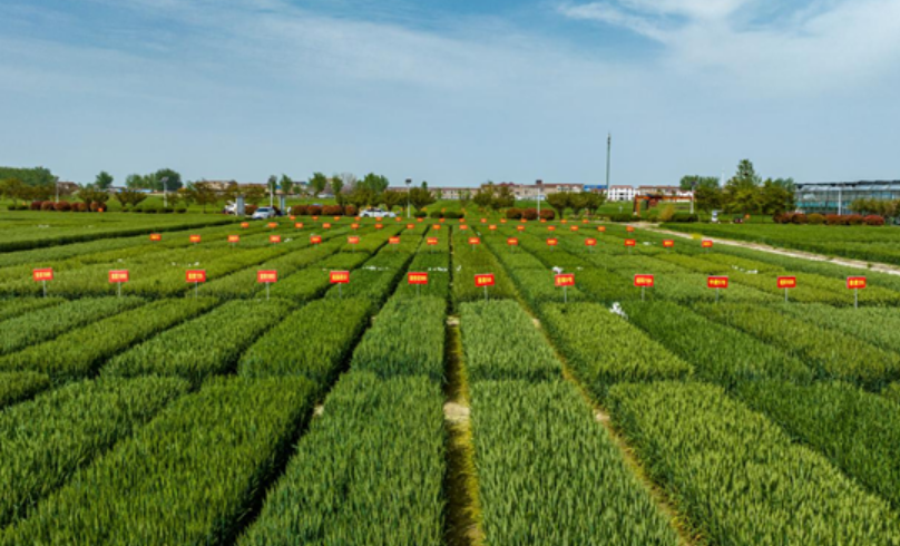 落實(shí)中央一號(hào)文件精神 安徽農(nóng)墾集團(tuán)強(qiáng)化現(xiàn)代農(nóng)業(yè)示范帶動(dòng)作用