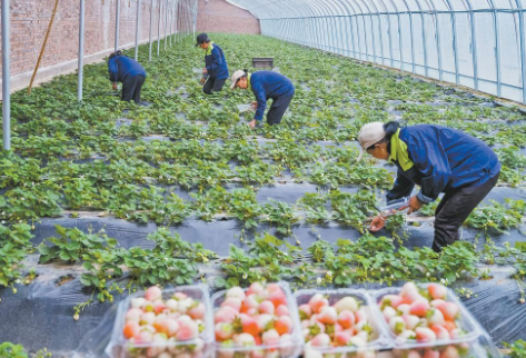 村企結(jié)對(duì) 工農(nóng)融合陜西神木解鎖“共富密碼”