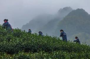 浙江武義：“中國(guó)有機(jī)茶之鄉(xiāng)”春茶開(kāi)采