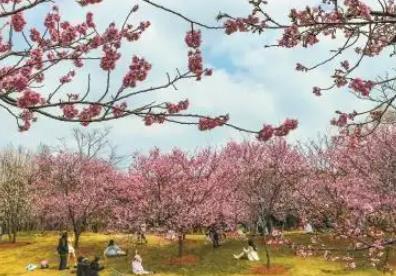 錯(cuò)峰游玩，今年推夜間賞櫻