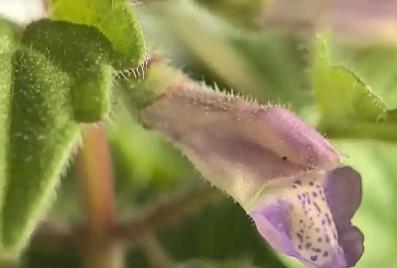 從“遺世獨立”到千株綻放 山西黃芩實現(xiàn)規(guī)?；庇?></a></div><!-- img end -->	<div   id=