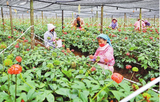 深入推進(jìn)高質(zhì)量融合發(fā)展 云南白藥集團(tuán)為鄉(xiāng)村振興注入持久動力