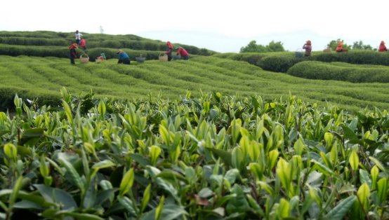 “中國(guó)白茶之鄉(xiāng)”福建福鼎白茶產(chǎn)業(yè)蓬勃發(fā)展