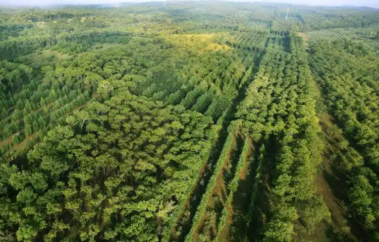 2024年“三北”工程完成各項(xiàng)建設(shè)任務(wù)5700萬畝