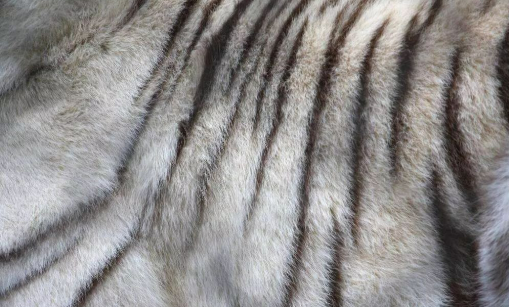 我國(guó)市場(chǎng)占全球毛皮行業(yè)市場(chǎng)份額繼續(xù)擴(kuò)大