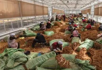 云南大關：打響“云藥之鄉(xiāng)”品牌