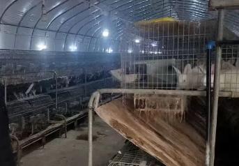 自貢富順龍萬鄉(xiāng)：全力打造年產(chǎn)100萬只肉兔產(chǎn)業(yè)之鄉(xiāng)