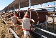 給牛裝上遺傳“身份證”  我國首款蒙古牛育種芯片“相牛1號”投入使用