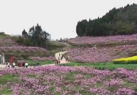 以“花”為媒、以“旅”促農(nóng) 勾勒鄉(xiāng)村振興新圖景