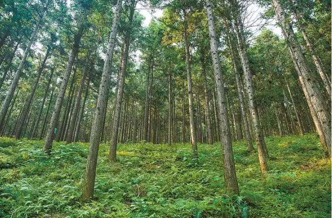 國(guó)家林草局修訂發(fā)布國(guó)家儲(chǔ)備林樹種目錄