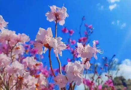 從黃河花海到沙漠那達(dá)慕 內(nèi)蒙古發(fā)布春季文旅“體驗(yàn)菜單”