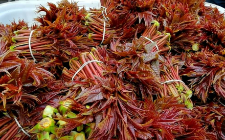 擦亮“中國香椿第一縣”金字招牌 四川大竹縣全鏈條延伸激活香椿產(chǎn)業(yè)動能