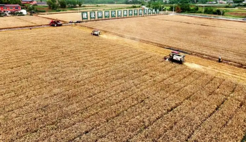 四川省仁壽縣糧油產(chǎn)量邁上新臺階