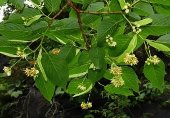 新物種+1 我國首次在巖溶地區(qū)發(fā)現(xiàn)椴樹屬植物