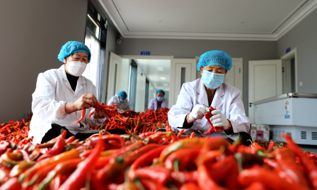 內(nèi)蒙古科右前旗：壯大鄉(xiāng)村振興富民產(chǎn)業(yè)